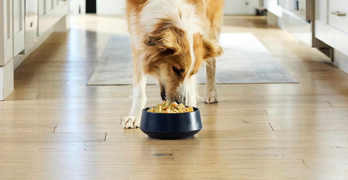 Border Collie eating NomNomNow from a bowl