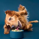 Energizing Nutrition
