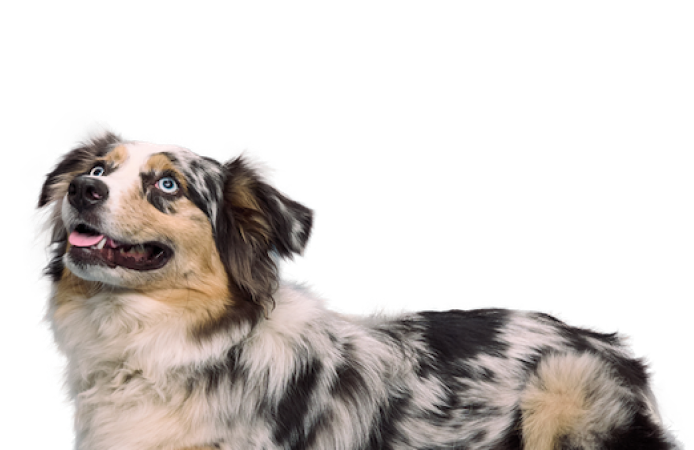 An Australian Shepherd looking up expectantly