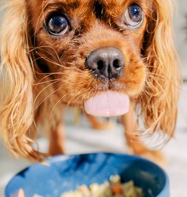 Close up of a dog eating Nom Nom dog food from a bowl