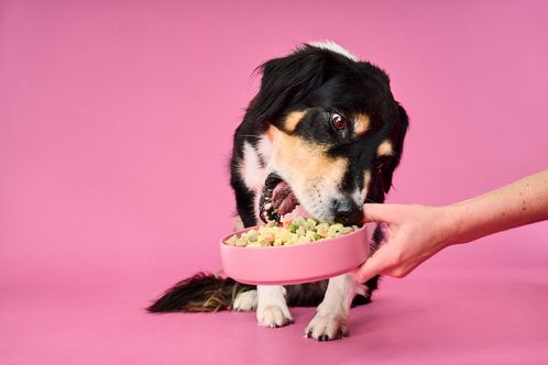 A dog eating Nom Nom food from a pink bowl against a pink background